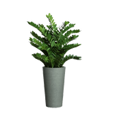Zamifolia In Tall Grey Pot. - Hedi's Furniture