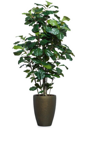 Fig Fiddle DP BZ 6.5'
