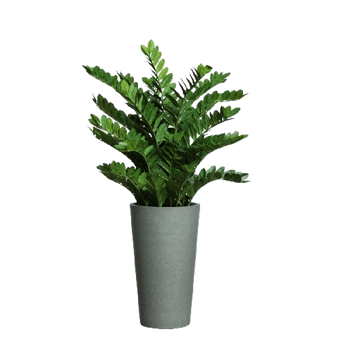 Zamifolia In Tall  Grey Pot. - Hedi's Furniture