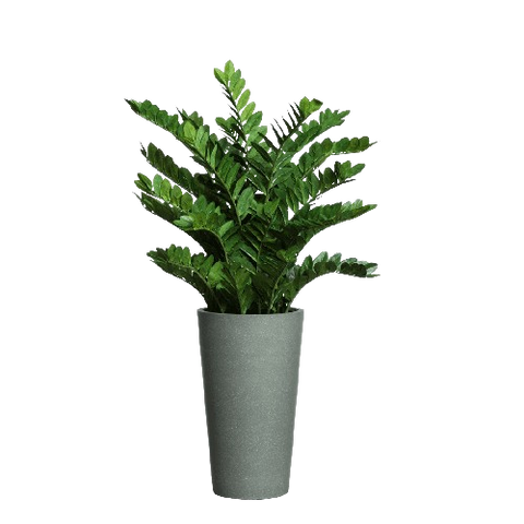 Zamifolia In Tall  Grey Pot. - Hedi's Furniture