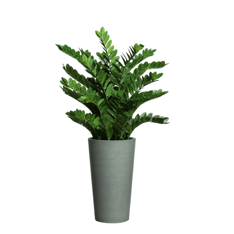Zamifolia In Tall  Grey Pot. - Hedi's Furniture