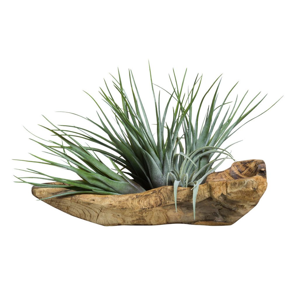 TILLANDSIA IN WOOD BRANCH - Hedi's Furniture