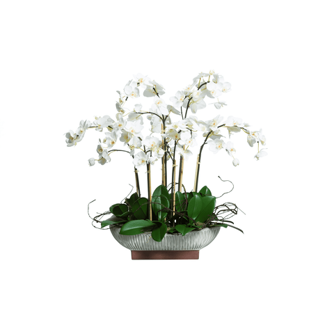 WHITE PHAL IN WHITE OVAL POT - Hedi's Furniture