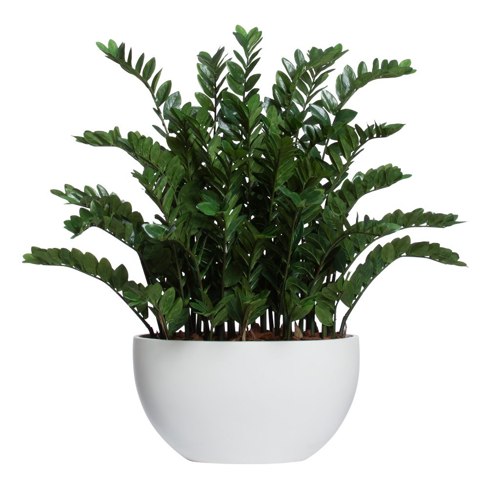 DELUXE ZAMIFOLIA IN WHITE SANDSTONE OVAL POT - Hedi's Furniture