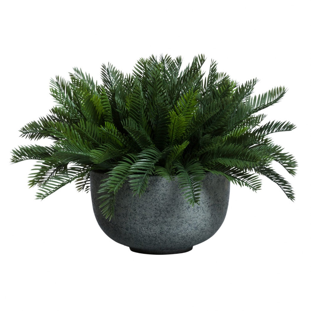 CYCAS PALM IN GREY POT - Hedi's Furniture