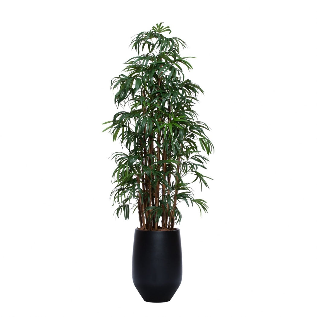 8" Uv Deluxe Lady finger palm in black sandstone pot - Hedi's Furniture