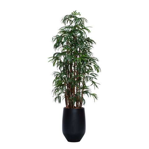 8" Uv Deluxe Lady finger palm in black sandstone pot - Hedi's Furniture
