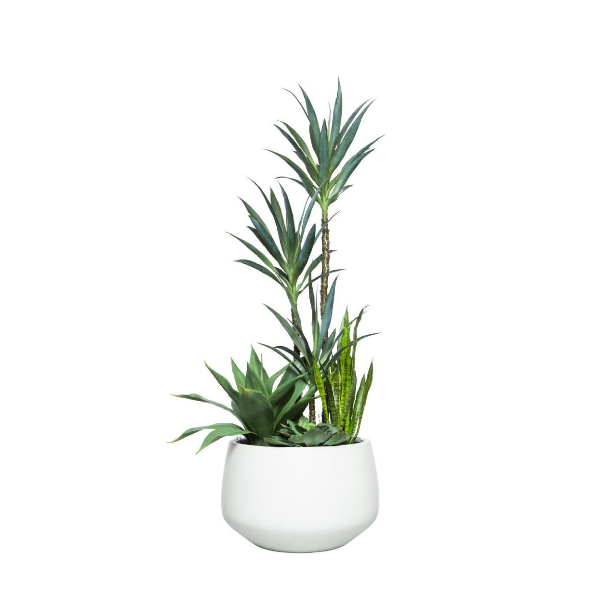 YUCCA COMBO IN SANDSTONE BULB POT - Hedi's Furniture