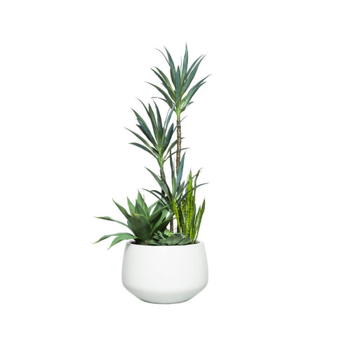 YUCCA COMBO IN SANDSTONE BULB POT - Hedi's Furniture