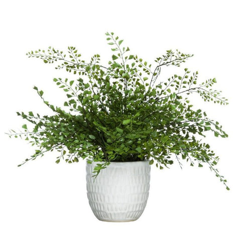 MAIDEN HAIR FERN IN WHITE - Hedi's Furniture