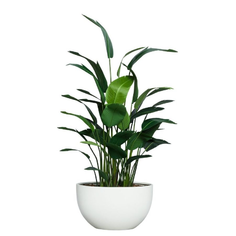 8' DELUXE TRAVELERS PALM IN WHITE OVAL - Hedi's Furniture