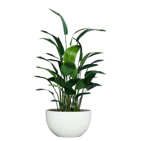 8' DELUXE TRAVELERS PALM IN WHITE OVAL - Hedi's Furniture