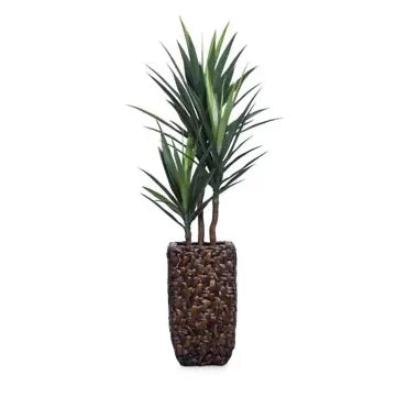 5' YUCCA IN SMALL BAC BAC - Hedi's Furniture